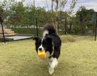 🐾ドッグランが完成しました🐾